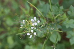 Cleome gynandra